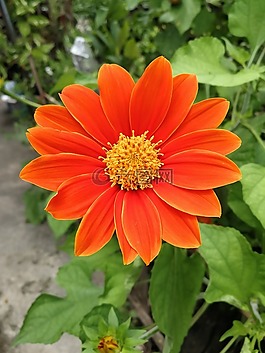花,橙,橙色