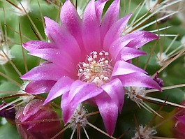 仙人掌花,粉红色,仙人掌