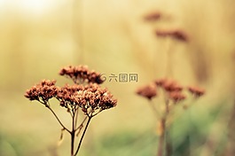 冬季,花卉,干