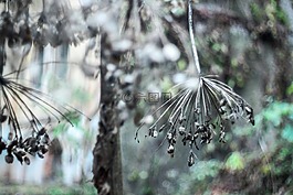 植物,葉,模糊