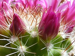 仙人掌,花蕾,帶動