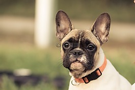 法國斗牛犬,狗,眼睛