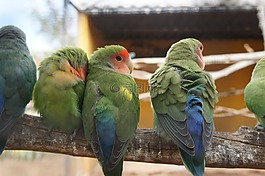 鸚鵡,鳥,自然