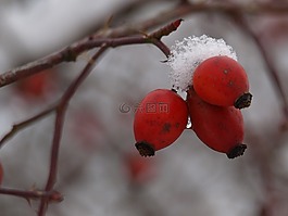 水果,野玫瑰,紅色