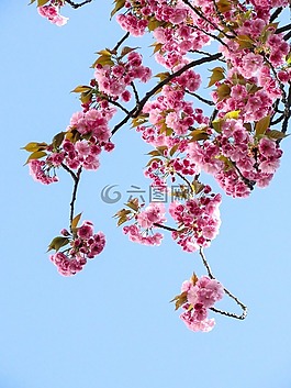 蓝色,天空,粉红色