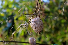 性質(zhì),植物,樹