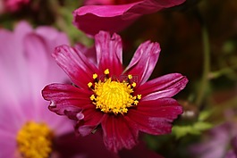 cosmea,宇宙,粉红色