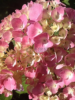 八仙花,粉紅色,開花