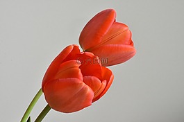 郁金香,花卉,綻放