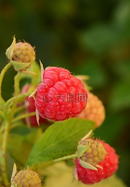 山莓,himbeerstrauch,紅色
