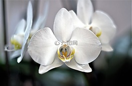 蘭花,花,廠
