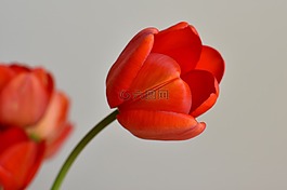 郁金香,花卉,綻放