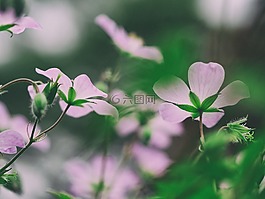 盛開,開花,植物區(qū)系