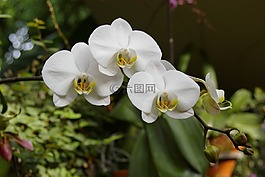 蘭花,花,自然