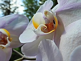 蘭花,廠,開(kāi)花
