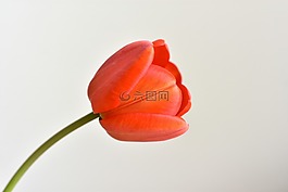 郁金香,花卉,綻放