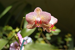蘭花,花,自然