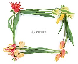 春天,郁金香,鮮花