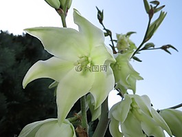 花,開(kāi)花,棕櫚