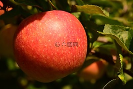 蘋(píng)果,水果,樹(shù)