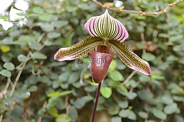 異國情調(diào),盛開,熱帶