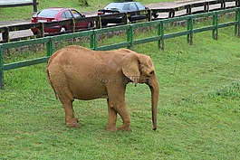 動(dòng)物,大象,動(dòng)物園