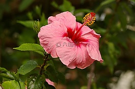 異國情調(diào),盛開,熱帶