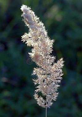 草的花,干草,夏季結(jié)束