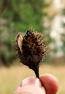 自然,植物,水果