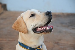 狗,拉布拉多,犬