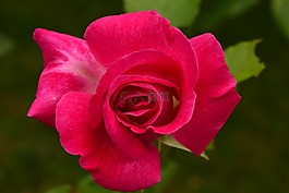 玫瑰,關(guān)閉,花