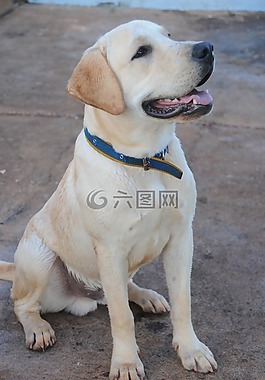 拉布拉多,狗,犬