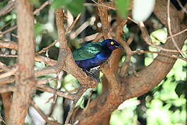 動(dòng)物,鳥,英鎊