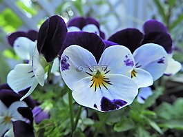 開(kāi)花,花,廠