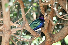 動物,鳥,英鎊