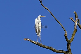 蒼鷺,鳥,鳥類