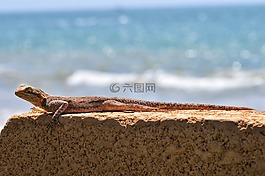 蜥蜴,壁虎,爬行動(dòng)物