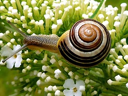 蝸牛,花園里的蝸牛,殼
