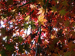 秋,葉,紅色