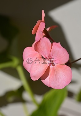 malbon,花,宏