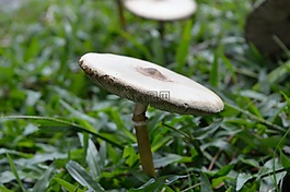 蘑菇,真菌,帽