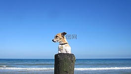 海灘,砂,寵物