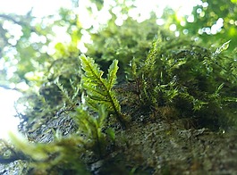 陽光,太陽,底
