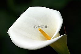 馬德拉,鮮花,葡萄牙