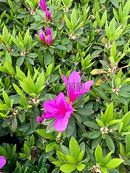 杜鵑花,鮮花,春天
