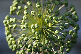 巨型洋蔥,花園,韭