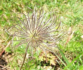 花,性質(zhì),野花
