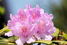 杜鵑,開花,紫