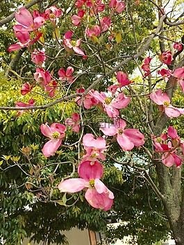 美國(guó)山茱萸,春天,鮮花