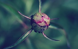 盛開(kāi),開(kāi)花,植物區(qū)系